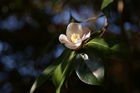 �Ԃ��炢�Ă���A��

AI �����R���e���c�͌����܂މ\��������܂��B